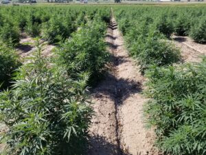 Texas Hemp Industry