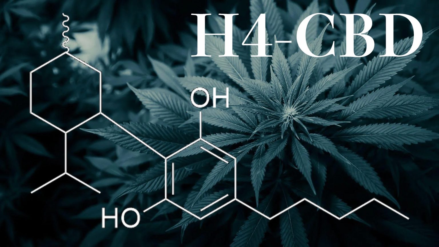 H4CBD Wholesale