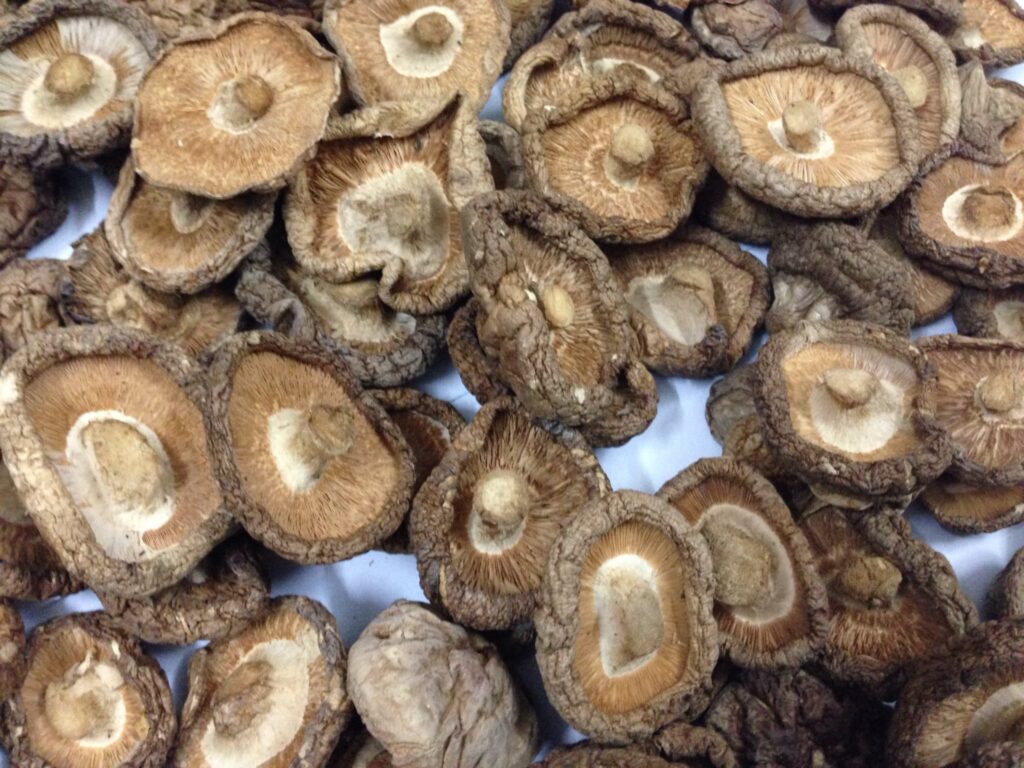 Shroom Wholesale