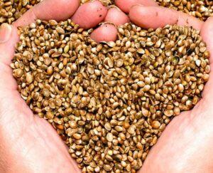 Hemp Seeds