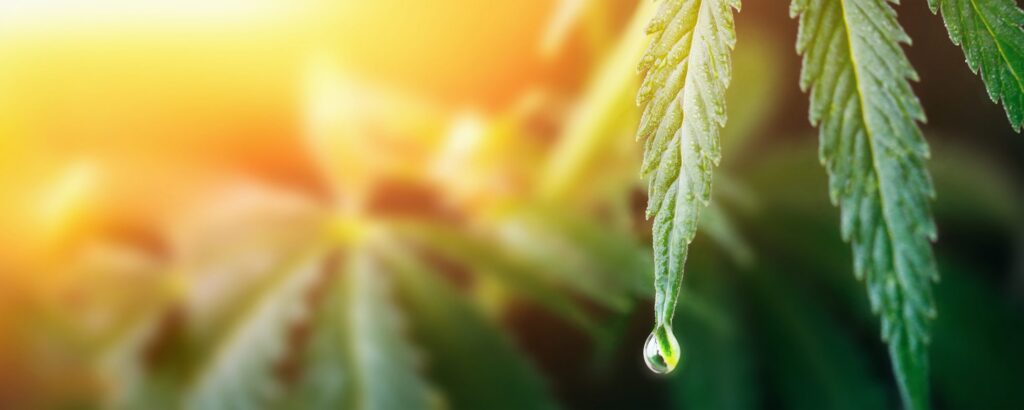 CBD Pillowcase