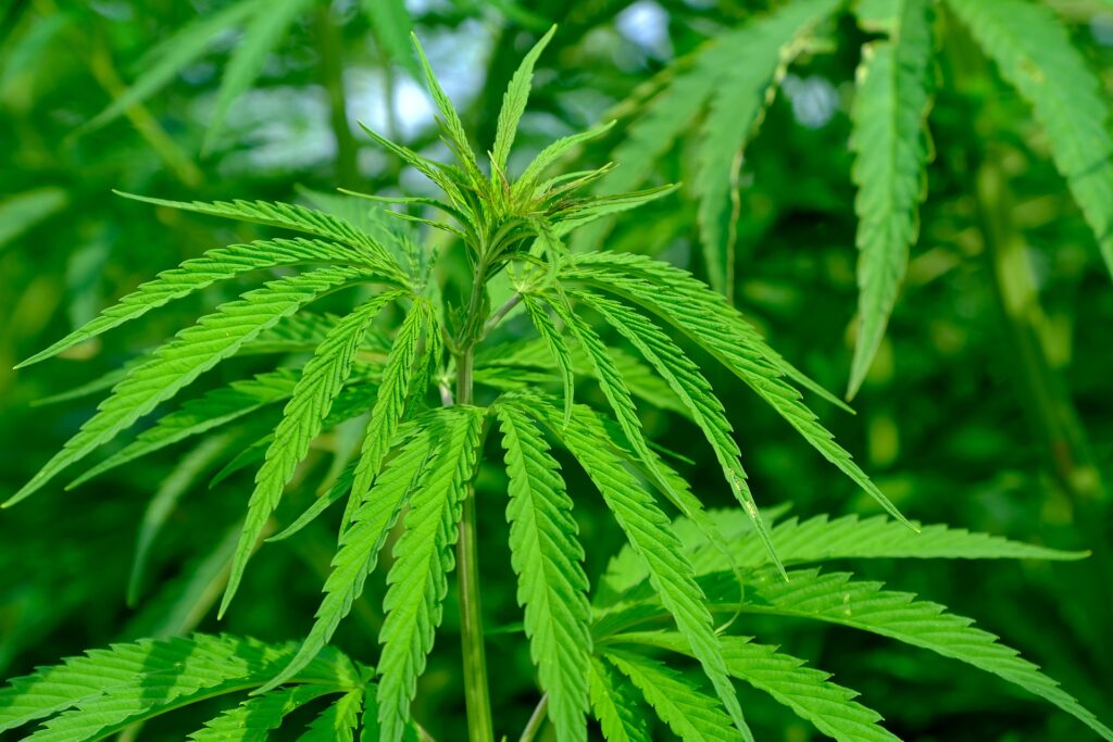 Missouri Hemp Legislation