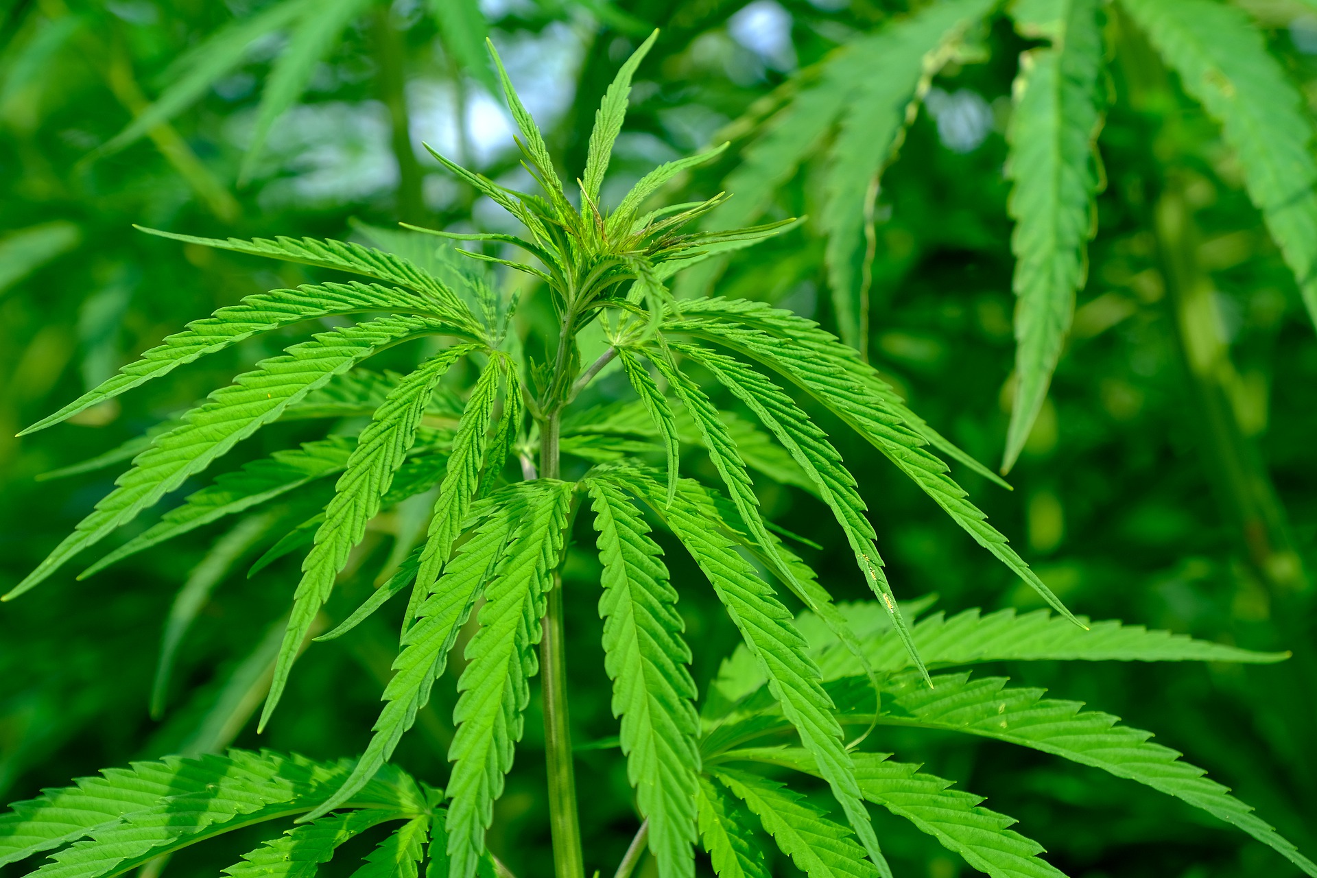 Missouri Hemp Legislation