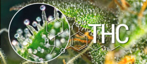THC Beverages