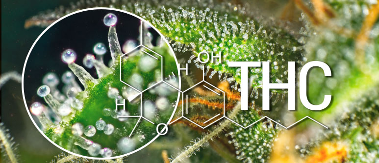 THC Beverages