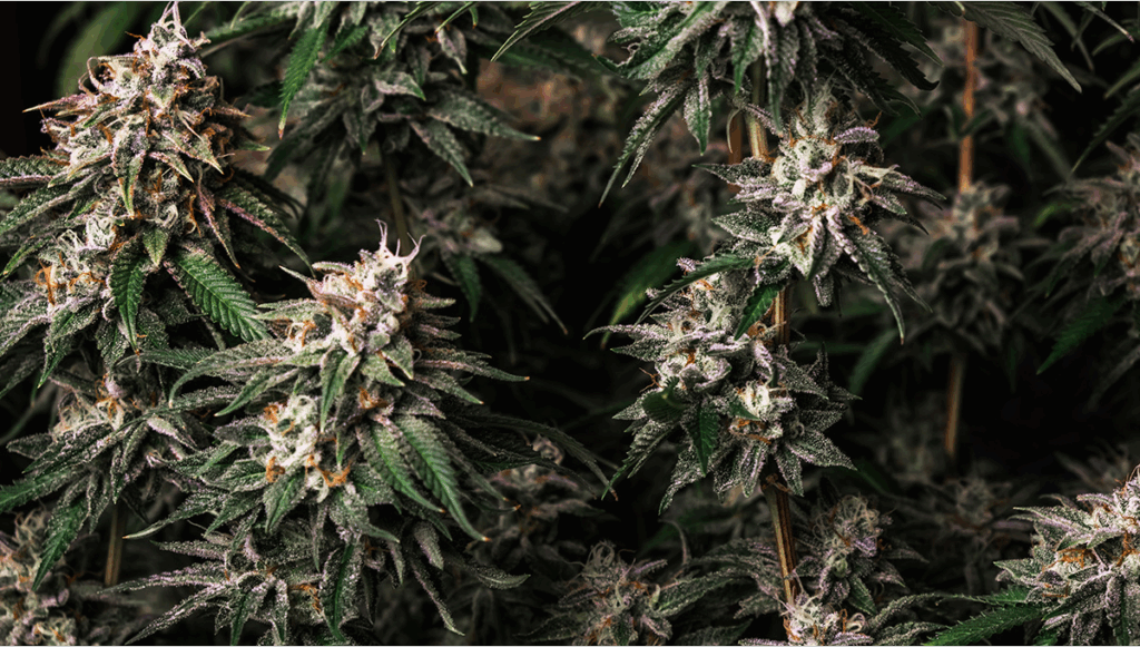 Girl Scout Cookies