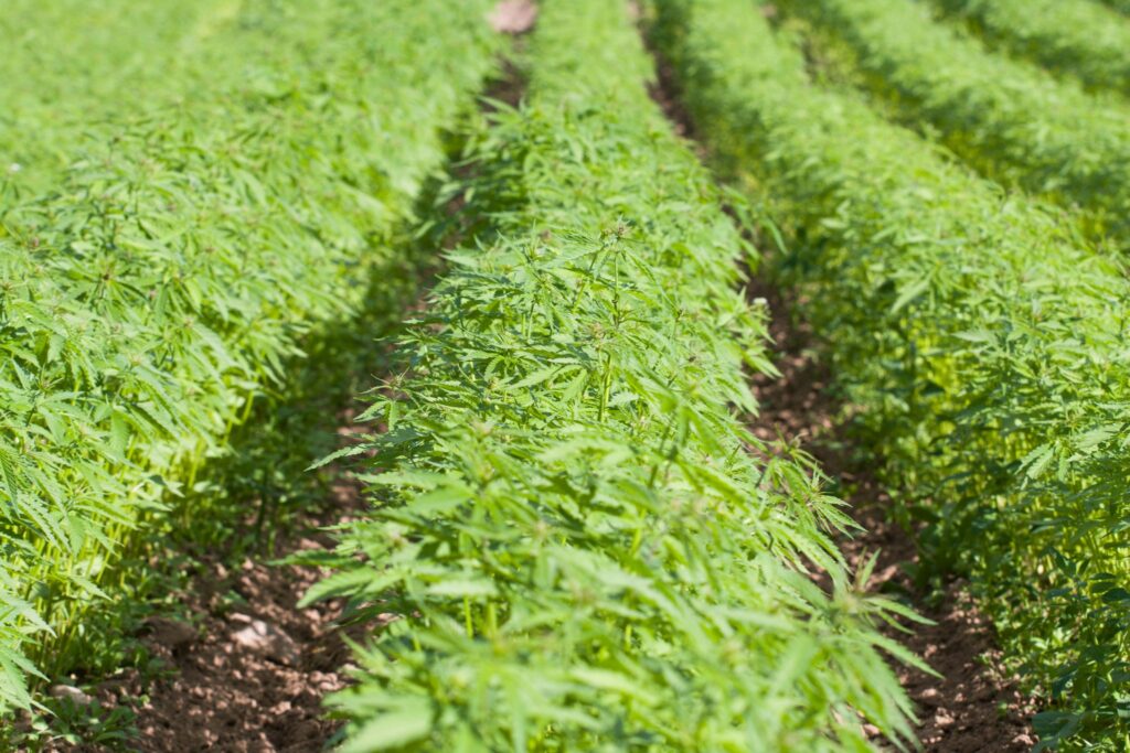 Hemp Industry