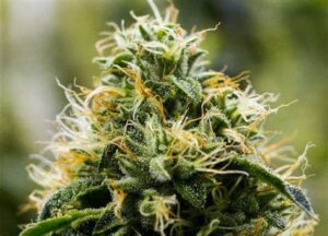 Skywalker Strain