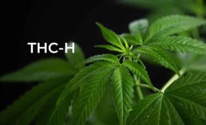 THC-H Online